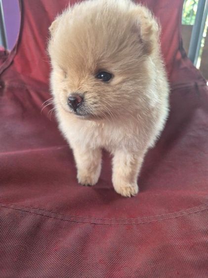 น้องปอมเพศหญิง หาบ้านค่ะ กทม ขนแน่นสีครีม