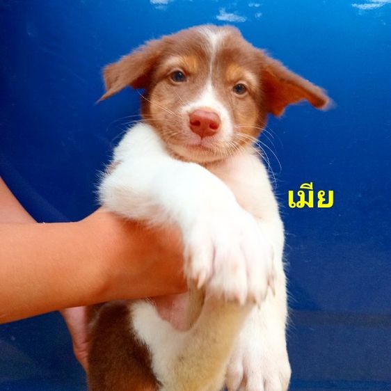 บางแก้ว (Thai Bangkaew Dog) ใหญ่ บางเเก้ว