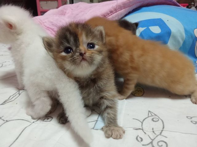 ลูกแมวเปอร์เซีย รูปที่ 13