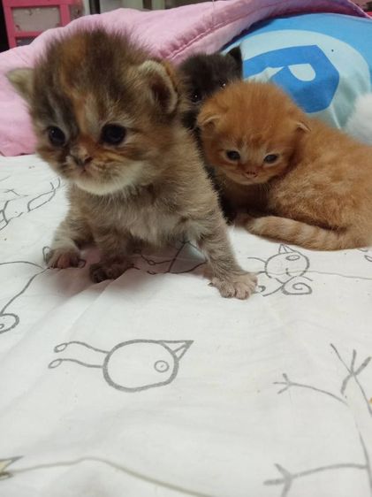 ลูกแมวเปอร์เซีย รูปที่ 15