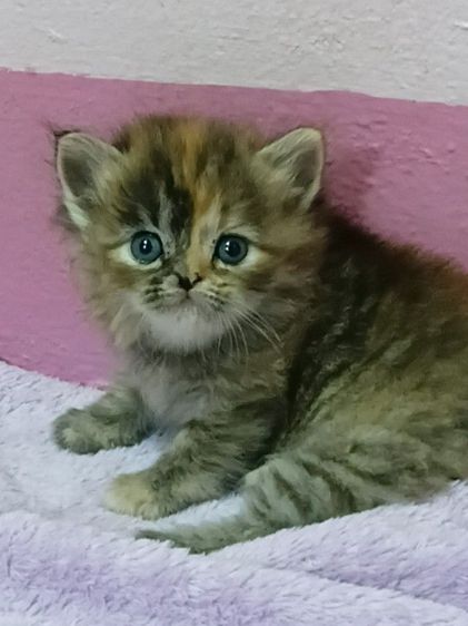 ลูกแมวเปอร์เซีย รูปที่ 2