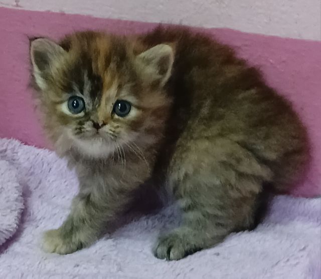 ลูกแมวเปอร์เซีย รูปที่ 4