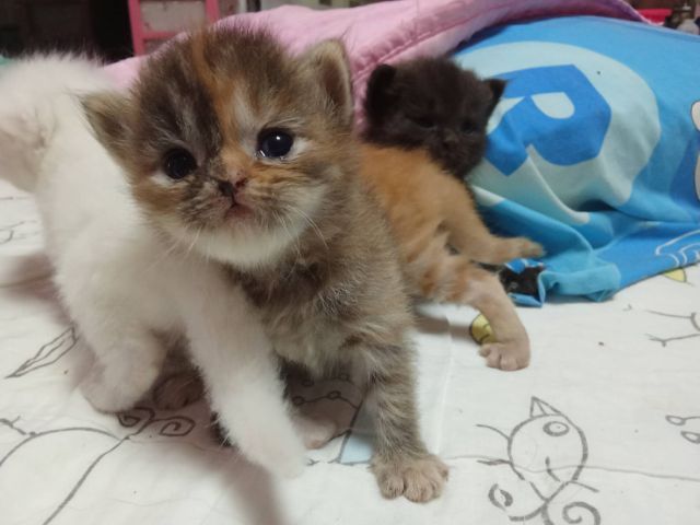 ลูกแมวเปอร์เซีย รูปที่ 14