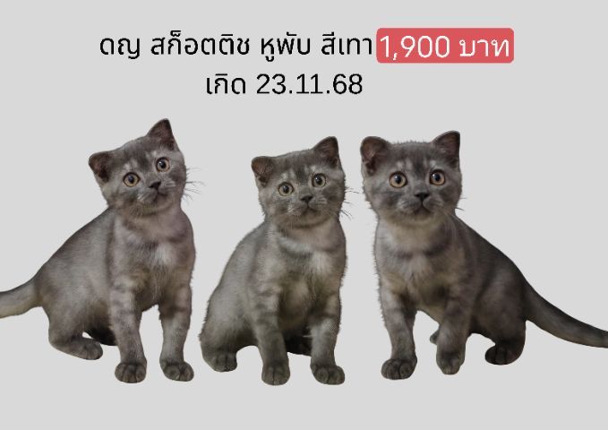 สก็อตติช โฟลด์ (Scottish Fold)   สก๊อตติช ลดราคา ด่วน 