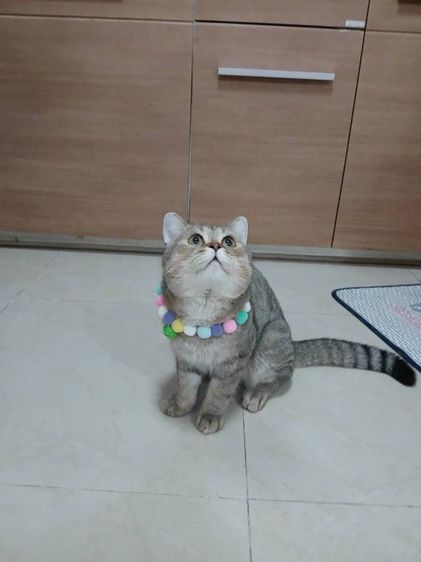 สก็อตติช โฟลด์ (Scottish Fold) น้องแมวสก๊อตติชโฟลด์ เพศเผู้ 11เดือน