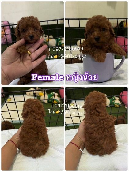 พุดเดิ้ล (Poodle) เล็ก poodletoy พุดเดิ้ลทอย หน้าหมี เกรดพรีเมียม 