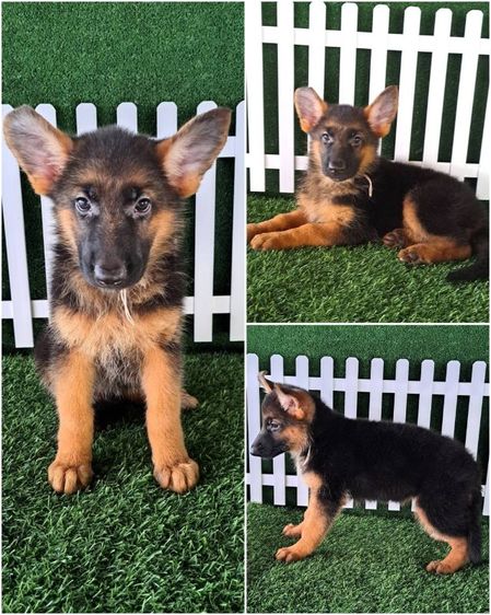 เยอรมันเชพเพิร์ด (German Shepherd) ใหญ่ ขายลูกสุนัขเยอรมันเชพเพิร์ดแท้