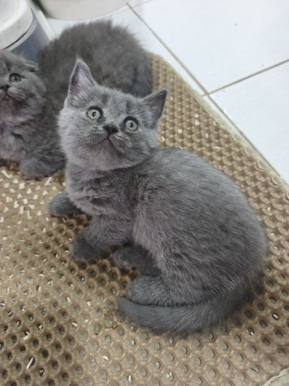 ดช.บลู สก๊อตติช ขาสั้น แท้