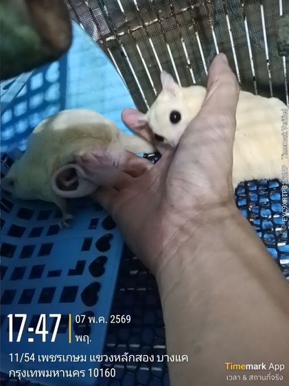 พ่อ-แม่พันธุ์ ชูก้าไรเดอร์สีขาว ลูซิติค (ไม่รวมตัวลูก) รูปที่ 2