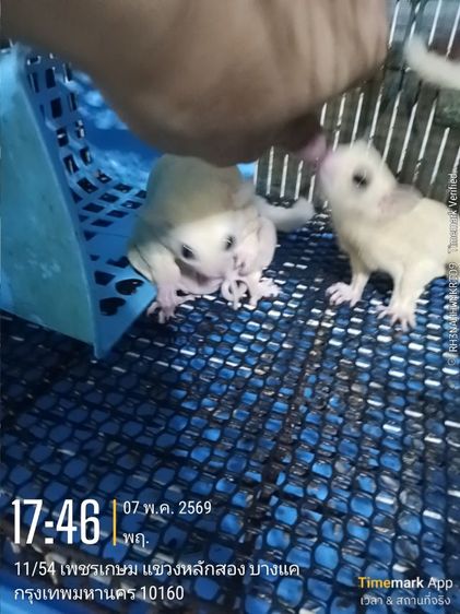 พ่อ-แม่พันธุ์ ชูก้าไรเดอร์สีขาว ลูซิติค (ไม่รวมตัวลูก) รูปที่ 3