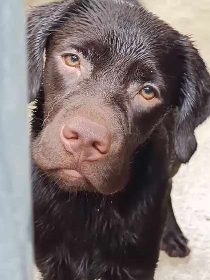 ลาบราดอร์ (Labrador) กลาง ลาบราดอร์ หนุ่มหล่อ 8 เดือน