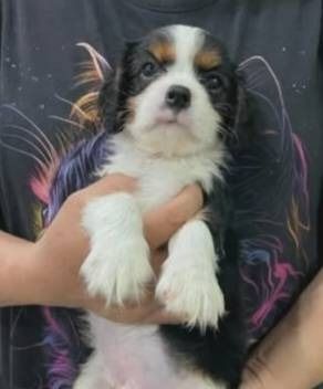 คาวาเลียร์ คิง ชาลส์ สแปเนียล (Cavalier King Charles Spaniel) เล็ก หนุ่ มน้อยคาวาเลียร์ คิง ชาลส์ สแปเนียล 