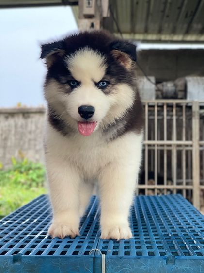 ไซบีเรียนวูลลี่