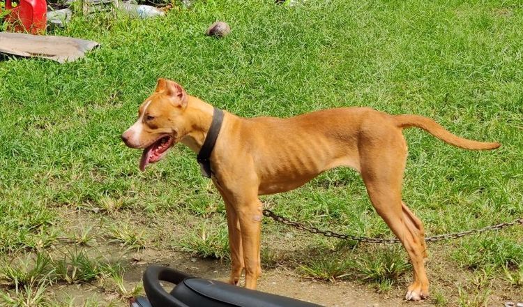 บูลเทอร์เรีย (Bull Terrier) กลาง พิทบูลเรดโนส