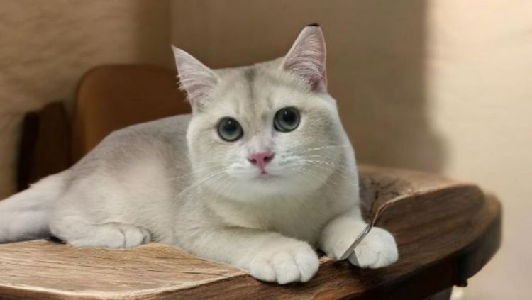 บริติช ชอร์ตแฮร์ (British Shorthair) แมวบริติช
