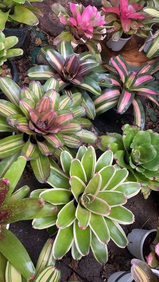 สัปรดสี