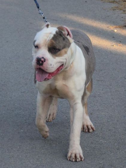 American bully xl
