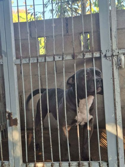 บูลลี่ (Bully) กลาง American bully xl สีบูล