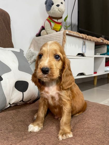 English Cocker Spaniel(อิงลิชค็อกเกอร์สเปเนียล)