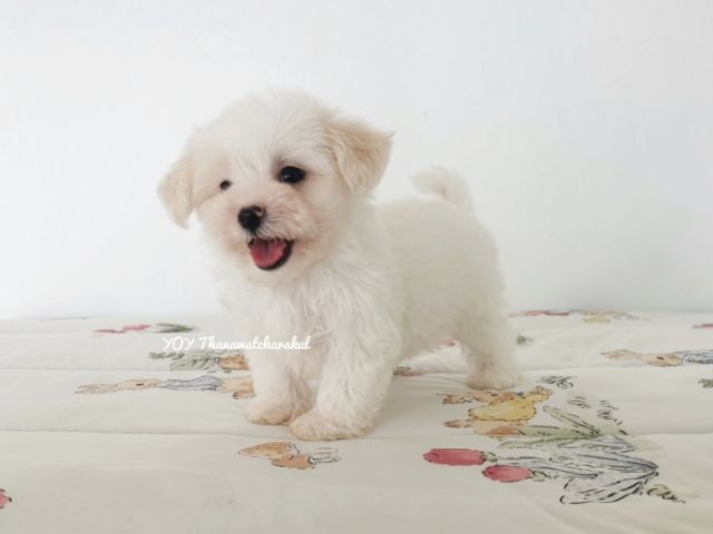 มอลทีส (Maltese) มอลติพู  ชาย ไซส์เล็ก