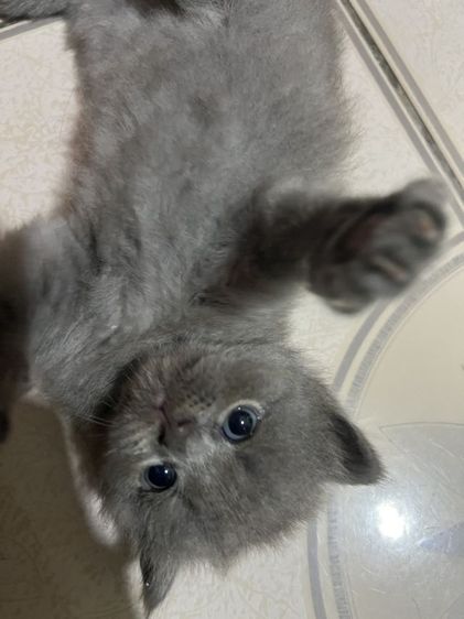 แมวเปอร์เซีย
