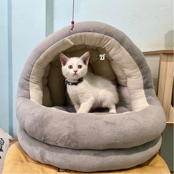 สก็อตติช โฟลด์ (Scottish Fold) สก็อตติสโฟล