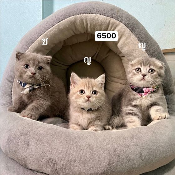 สก็อตติช โฟลด์ (Scottish Fold) สก็อตติสโฟล