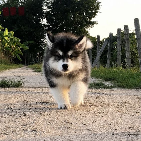ไซบีเรียน ฮัสกี้ (Siberian Husky) ใหญ่ สาวน้อย ไซบีเรียน