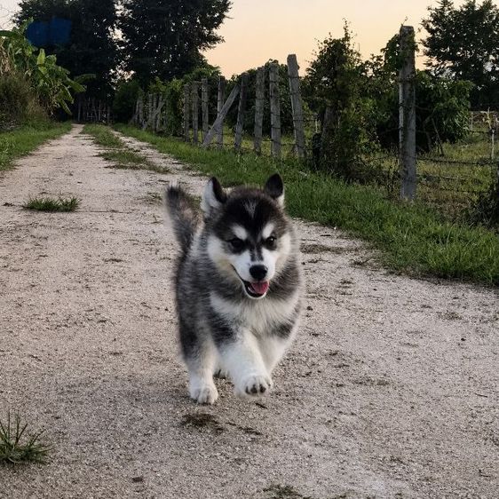 ไซบีเรียน ฮัสกี้ (Siberian Husky) กลาง ไซบีเรียน ฝาง