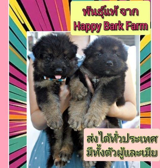 เยอรมันเชพเพิร์ด (German Shepherd) ใหญ่ ลูกหมา ลูกสุนัข เยอรมันเชพเพิร์ด k9 สายพันธุ์แท้ ส่งได้ทั่วประเทศ มีทั้งผู้ และ เมีย