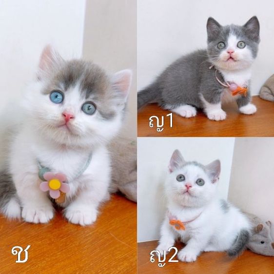 แมวขาสั้น มันช์กิ้น คุณภาพ