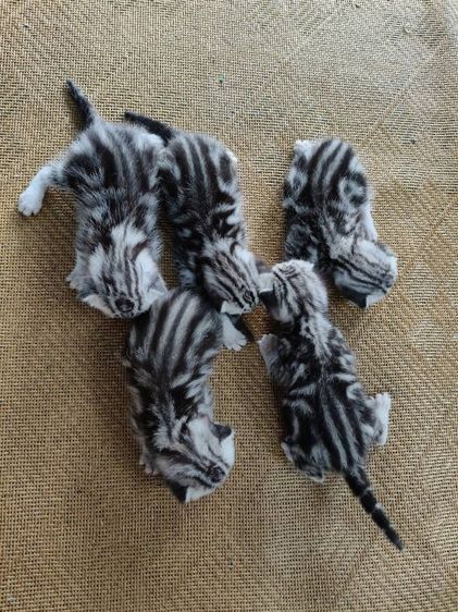 อเมริกัน ชอร์ตแฮร์ (American Shorthair) ขายลูกเเมวพันธ์อเมริกันช๊อตเเฮร์เเท้..ลายสวยเข็มฟรอม์ดี.วีดีโอคลอดูเเมวได้.พ่อเเม่เเท้พันธุ์เเท้ทั้งคู่..ทักก่อนได้ก่อน..
สนใจโทร 0929135188