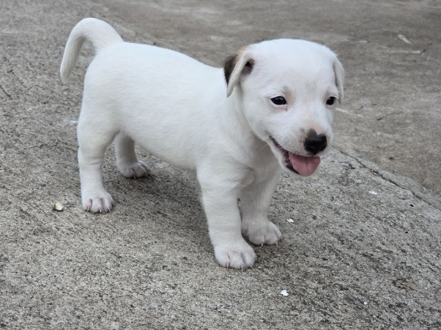 แจ็ค รัสเซลล์ (Jack Russell) เล็ก ด.ช.แจ็ครัสเซล เกิด11เมษา69