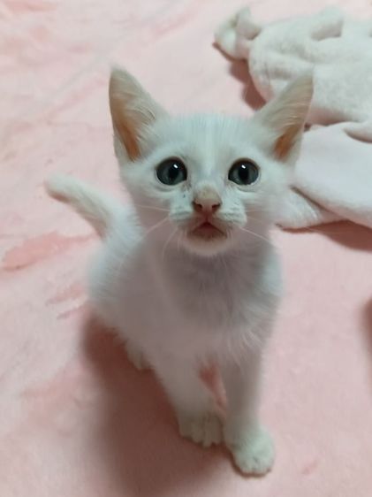 เปอร์เซีย (Persian) แมวเปอร์เซียผสมไทย