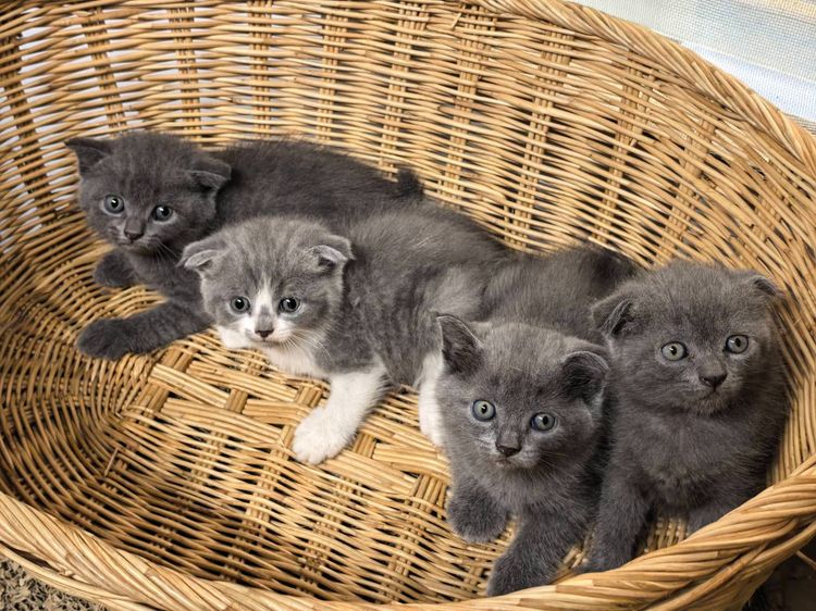 สก็อตติช โฟลด์ (Scottish Fold) ลูกแมวสก็อตติซโฟลด์