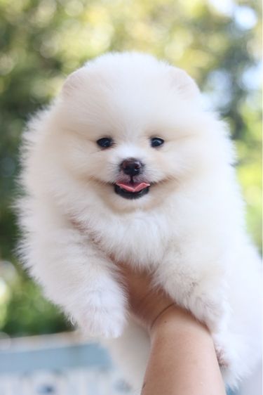 ปอมเมอเรเนียน (Pomeranian) เล็ก ปอมเมอเรเนียน