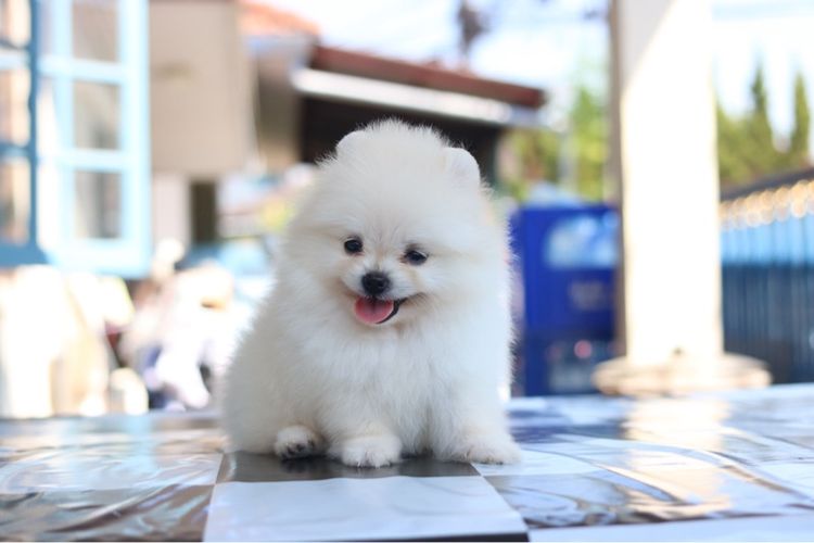 ปอมเมอเรเนียน รูปที่ 5