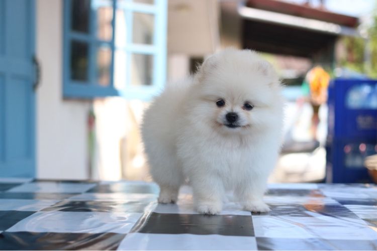 ปอมเมอเรเนียน รูปที่ 3
