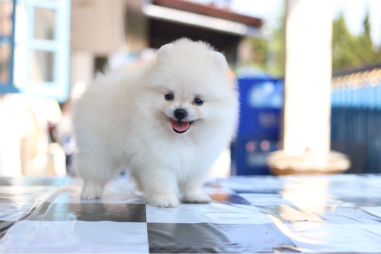 ปอมเมอเรเนียน รูปที่ 4