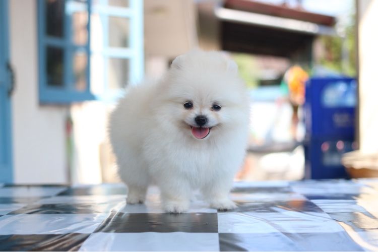 ปอมเมอเรเนียน รูปที่ 2