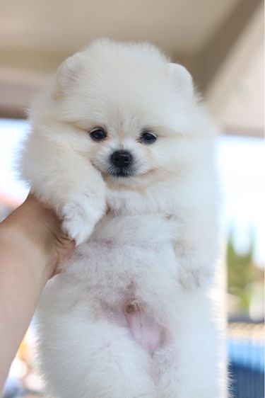 ปอมเมอเรเนียน (Pomeranian) เล็ก ปอมเมอเรเนียน
