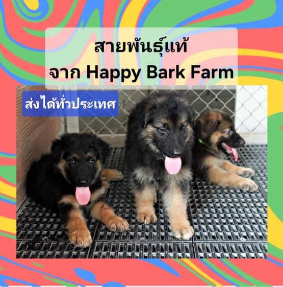 เยอรมันเชพเพิร์ด (German Shepherd) ลูกหมา ลูกสุนัข เยอรมันเชพเพิร์ด พันธุ์แท้จากฟาร์ม k9 ส่งได้ทั่วประเทศ มีทั้งตัวผู้และตัวเมีย หมาพันธุ์ใหญ่