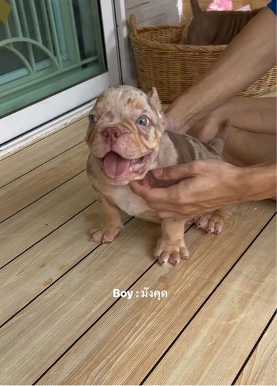 บูลลี่ (Bully) กลาง American Bully 