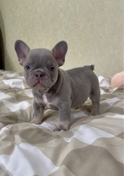 เฟรนช์ บูลด็อก (French Bulldog) เฟรนช์ บลูด็อก