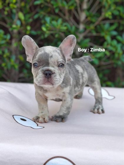 เฟรนช์ บูลด็อก (French Bulldog) เล็ก เฟรนช์บลูด็อก