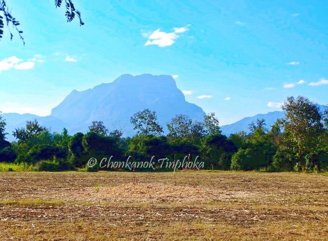 ที่ดิน 11.1.30 ไร่ ใกล้ตัวเมืองเชียงดาว วิวภูเขา ติดลำห้วยธรรมชาติ 210 เมตร