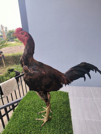ไก่หนุ่มแววดี 