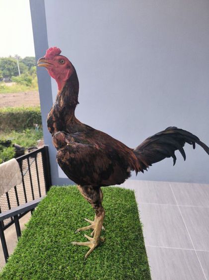 ไก่หนุ่มแววดี  รูปที่ 2
