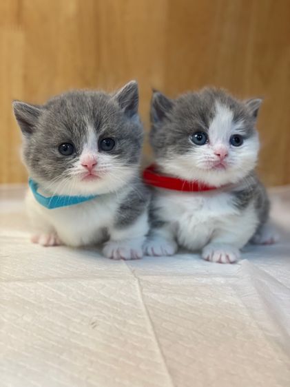 ลูกแมวมันช์กิ้น บริติช ขาสั้น รูปที่ 6