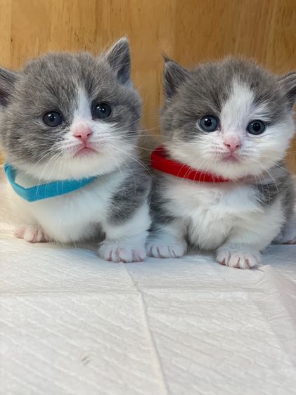 ลูกแมวมันช์กิ้น บริติช ขาสั้น รูปที่ 8